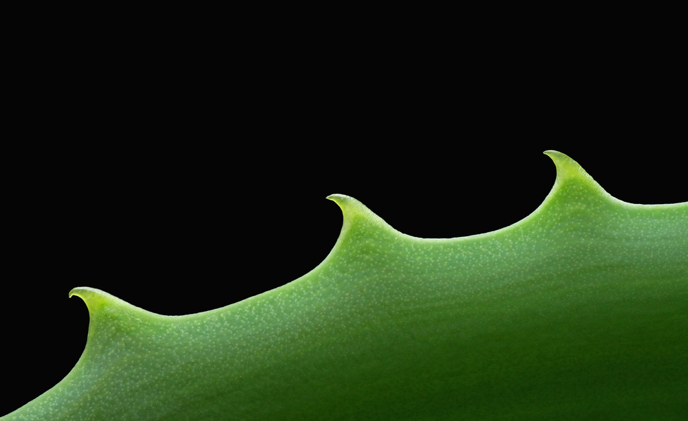 The Ultimate Organic Fabric: Aloe Vera Fibers