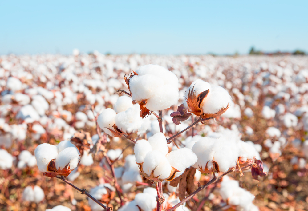 Cotton Future Prices
