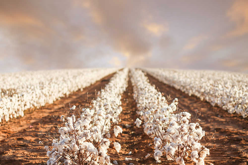Cotton Future Prices
