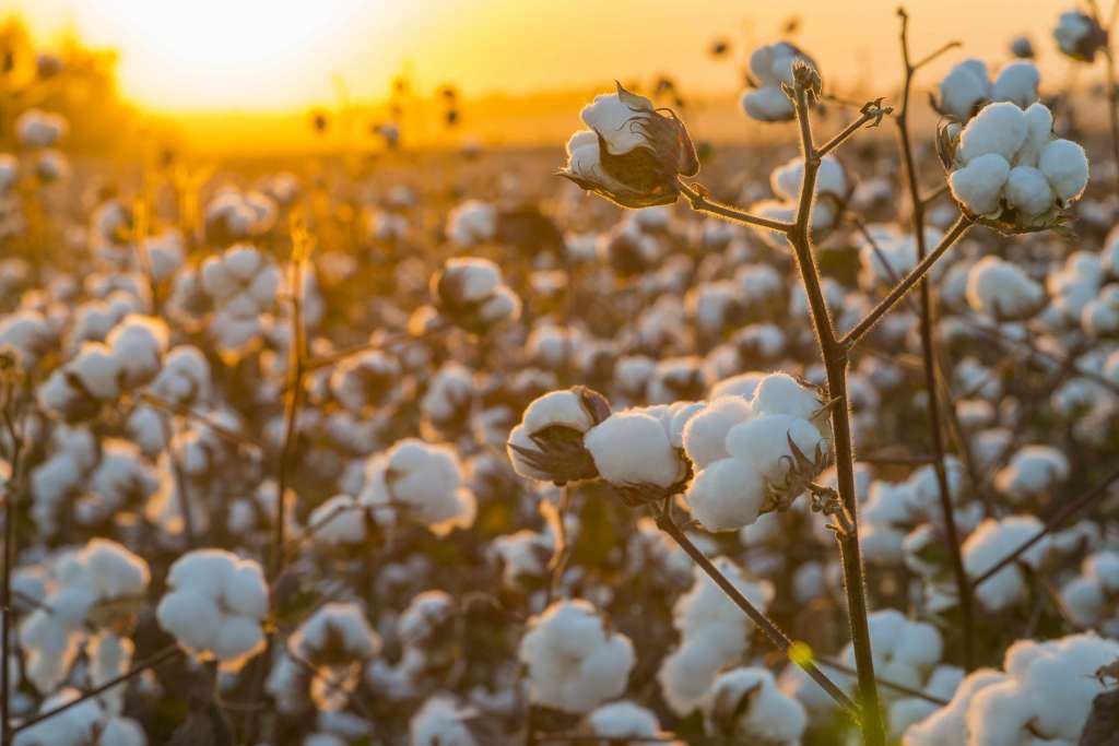  sustainable cotton