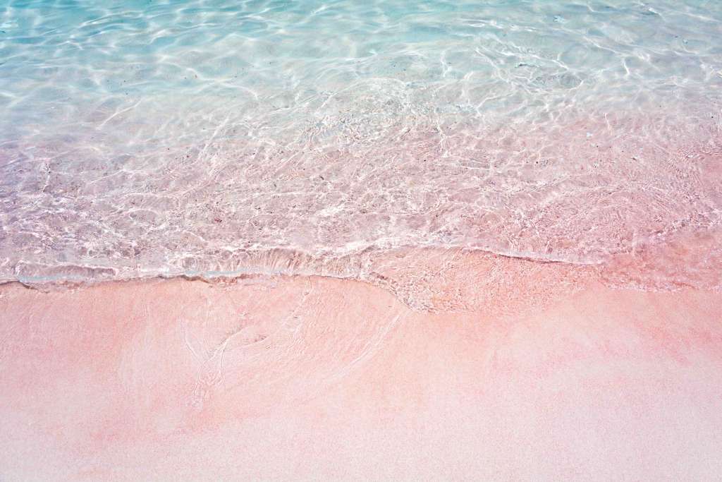 Pacific Pink