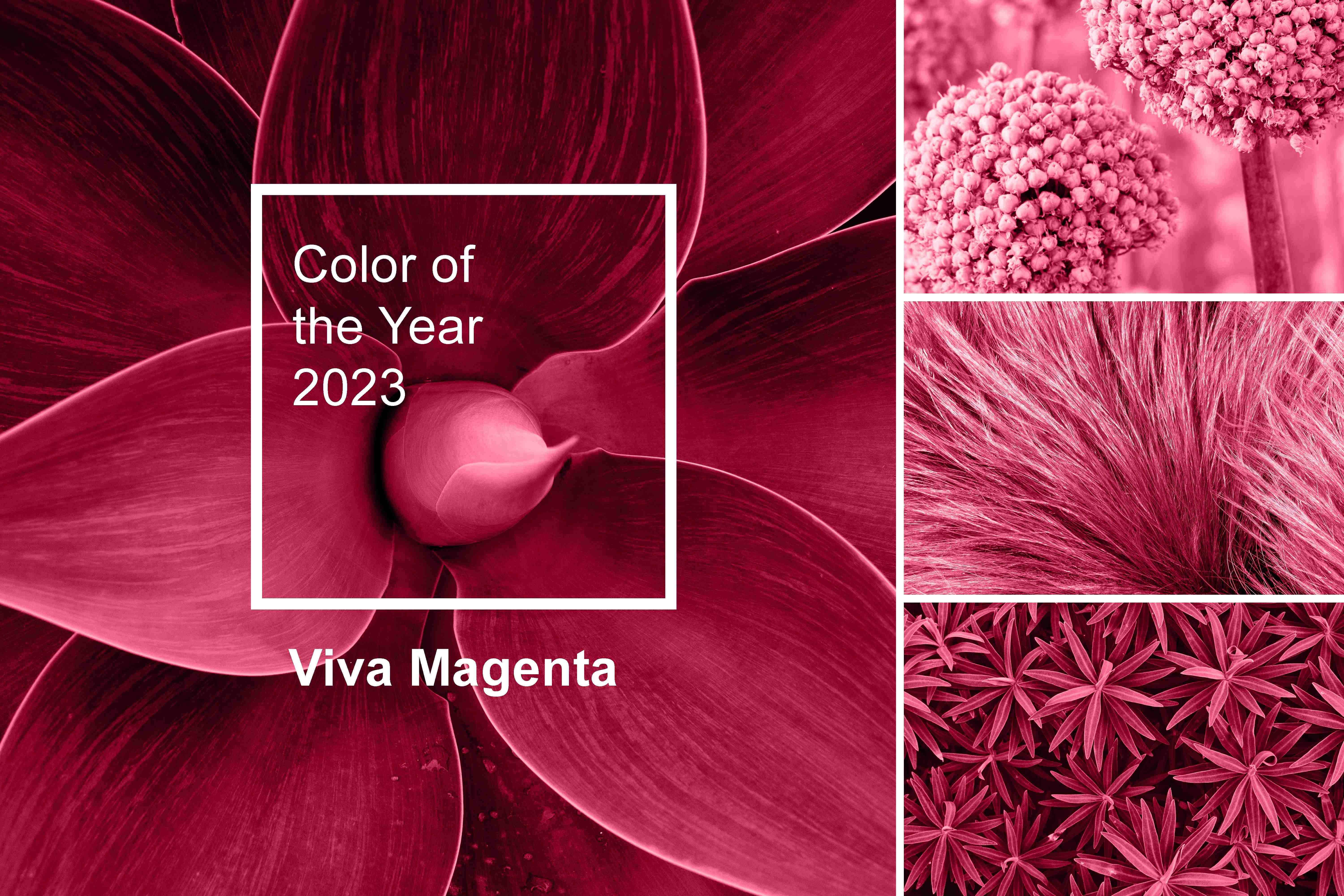 Reasons why Pantone picked Viva Magenta as the color for 2023